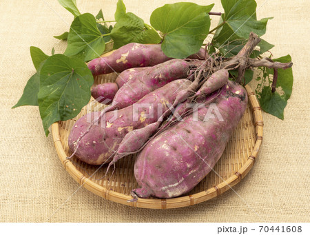 さつまいも 70441608