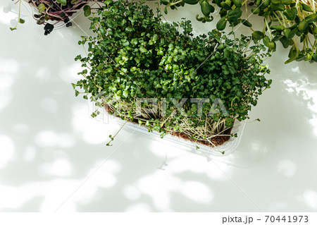 Micro green in tray on table close up 70441973