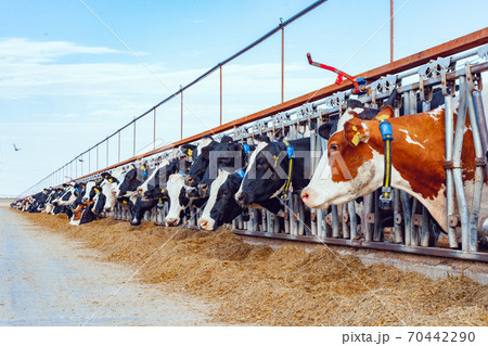Milking cows eating hay in an outdoor cowshed Milking cows eating hay in an outdoor cowshed 70442290