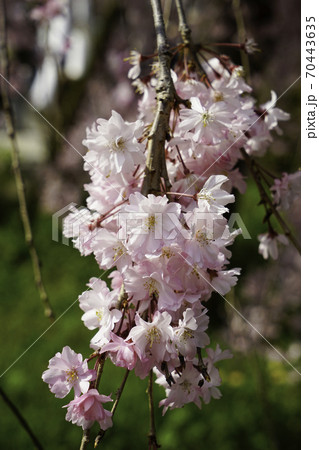 賀茂川沿いの満開の紅枝垂れ桜 賀茂川沿いの満開の紅枝垂れ桜 70443635