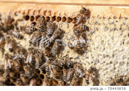 closeup of bees on honeycomb in apiary frame Honey bee selective focus closeup of bees on honeycomb in apiary frame Honey bee selective focus 70443658