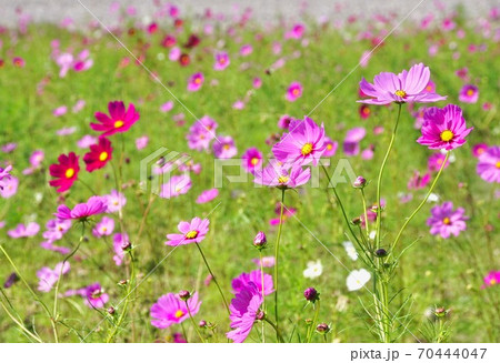 コスモスの花畑 和歌山県西牟婁郡上富田町市ノ瀬の写真素材