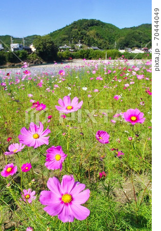 コスモスの花畑 和歌山県西牟婁郡上富田町市ノ瀬の写真素材