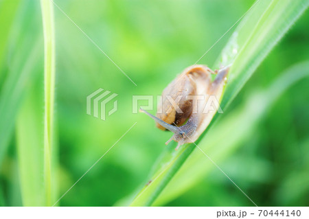 Snail on leaves grass. Snail on leaves grass. 70444140