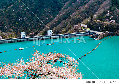 東京都奥多摩町　小河内ダムと湖畔の桜 （見はらしの丘からの眺望） 70444697