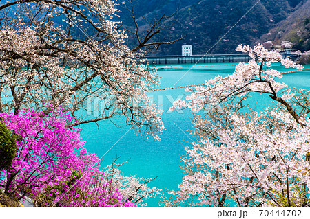 東京都奥多摩町　小河内ダムと湖畔の桜 （見はらしの丘からの眺望） 70444702