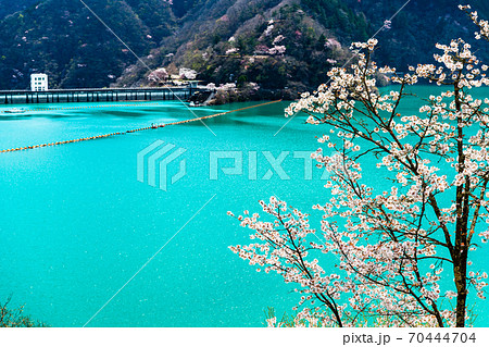東京都奥多摩町 小河内ダムと湖畔の桜 (見はらしの丘からの眺望) 東京都奥多摩町 小河内ダムと湖畔の桜 (見はらしの丘からの眺望) 70444704