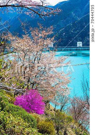 東京都奥多摩町　小河内ダムと湖畔の桜 （見はらしの丘からの眺望） 70444705