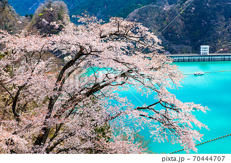 東京都奥多摩町　小河内ダムと湖畔の桜 （見はらしの丘からの眺望） 70444707