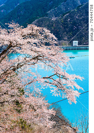 東京都奥多摩町 小河内ダムと湖畔の桜 (見はらしの丘からの眺望) 東京都奥多摩町 小河内ダムと湖畔の桜 (見はらしの丘からの眺望) 70444708