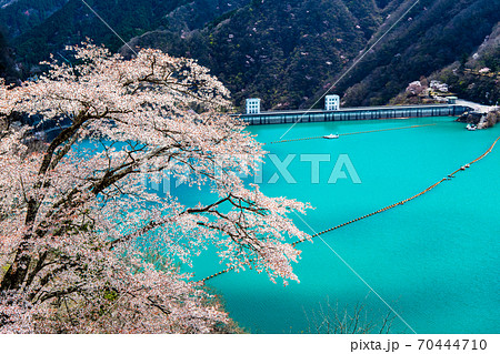 東京都奥多摩町　小河内ダムと湖畔の桜 （見はらしの丘からの眺望） 70444710