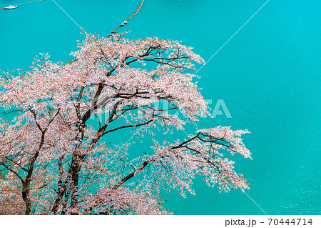 東京都奥多摩町 小河内ダムと湖畔の桜 (見はらしの丘からの眺望) 東京都奥多摩町 小河内ダムと湖畔の桜 (見はらしの丘からの眺望) 70444714