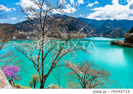 東京都奥多摩町　小河内ダムと湖畔の桜 （見はらしの丘からの眺望） 70444719