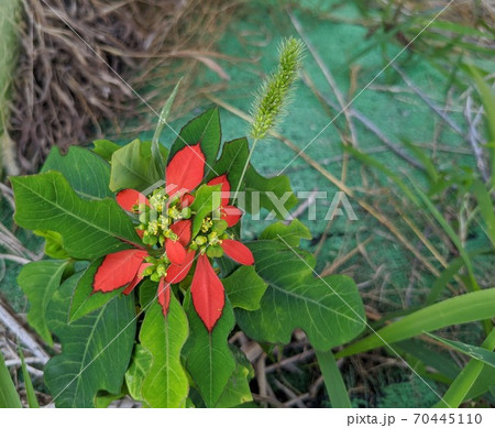 ショウジョウソウの花と葉っぱ ショウジョウソウの花と葉っぱ 70445110