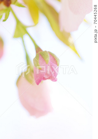 御車返しの桜 70445268
