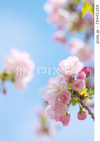 御車返しの桜 70445269