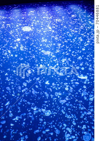 くらげ　日本海　 70446881