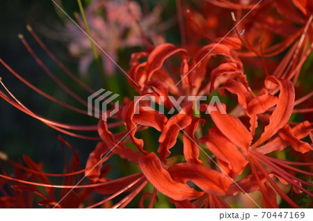 ミステリアスな雰囲気の彼岸花のアップ 70447169