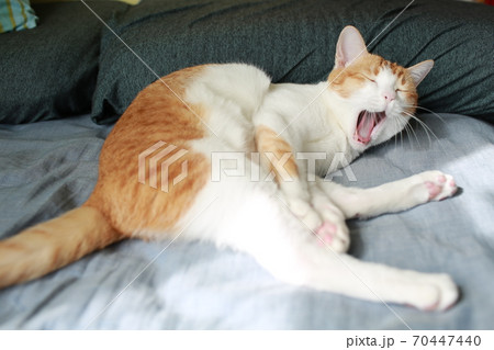 yawning ginger and white cat  70447440