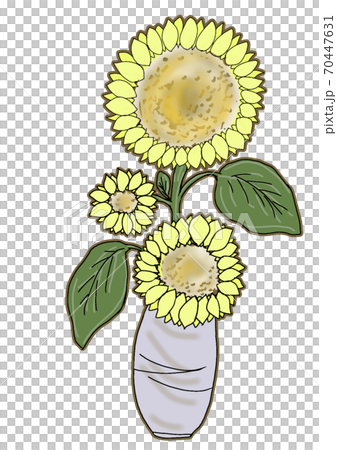 Sunflower in a vase 70447631