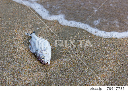 Death fish on the beach. Death fish on the beach. 70447785