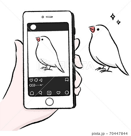 フォトジェニックな文鳥 フォトジェニックな文鳥 70447844