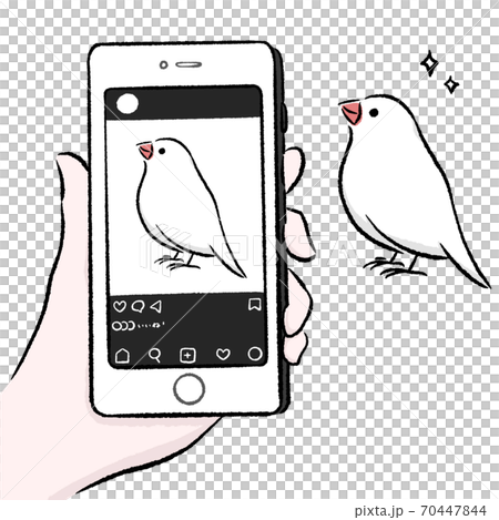フォトジェニックな文鳥 フォトジェニックな文鳥 70447844
