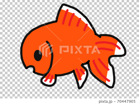 可愛的插圖紅色金魚 70447905