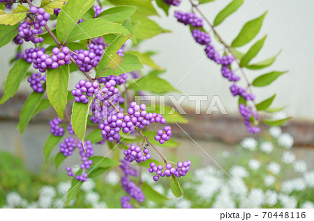 秋に咲く紫色の実の写真素材