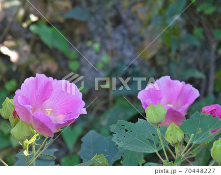 庭で咲いた芙蓉の花 二輪 の写真素材