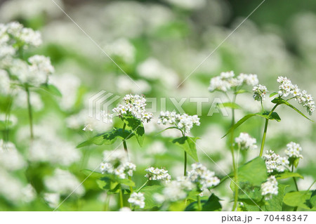 10月 満開の蕎麦畑 蕎麦の花は白くて小さくて可憐です 10月 満開の蕎麦畑 蕎麦の花は白くて小さくて可憐です 70448347