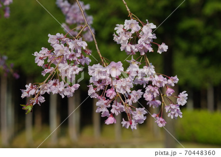 ヒノキの森をバックに咲くピンクの八重桜 70448360