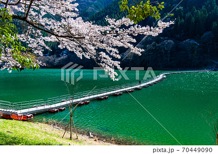 東京都奥多摩町　奥多摩湖と桜（留浦の浮橋） 70449090