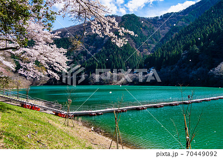 東京都奥多摩町　奥多摩湖と桜（留浦の浮橋） 70449092