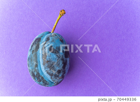 Close up of one plum fruit with copy space Close up of one plum fruit with copy space 70449336