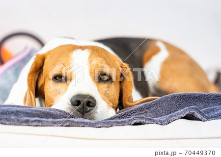 Beagle dog tired sleeps on a cozy sofa outdoors Beagle dog tired sleeps on a cozy sofa outdoors 70449370