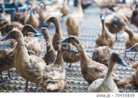 Group of ducks in farm, traditional farming in Thailand. Group of ducks in farm, traditional farming in Thailand. 70450839
