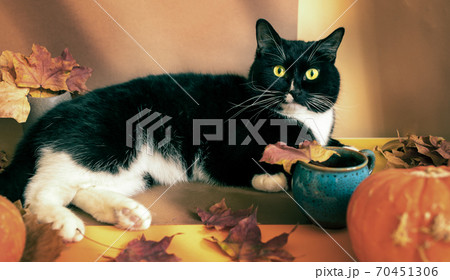 Black and white cat is lying on brown-orange autumn backdrop with dry leaves and pumpkins and looking at camera. Halloween, thanksgiving cozy home image with lovely pet. Toned image. Selective focus. 70451306