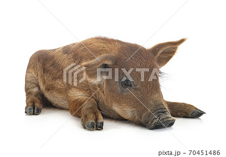 young Mangalica in studio young Mangalica in studio 70451486