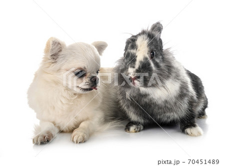 Lionhead rabbit and chihuahua Lionhead rabbit and chihuahua 70451489