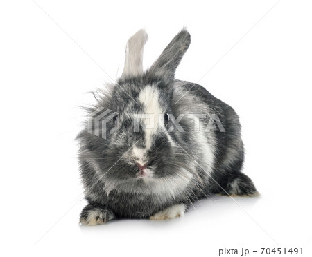 Lionhead rabbit in studio Lionhead rabbit in studio 70451491