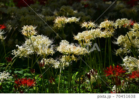 赤と白の彼岸花 70451638