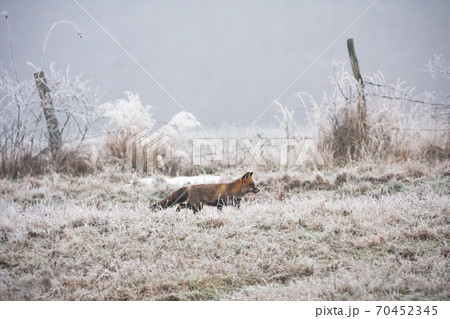 Red fox walking on meadow in wintertime nature. Red fox walking on meadow in wintertime nature. 70452345