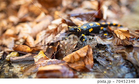 Fire salamander crawling on foliage in autumn nature. Fire salamander crawling on foliage in autumn nature. 70452346