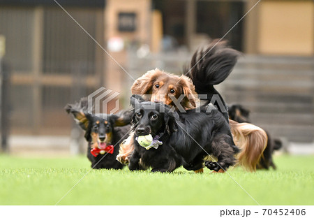 ドッグランで遊ぶミニチュアダックスフンド 70452406
