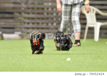 ドッグランで遊ぶミニチュアダックスフンド ドッグランで遊ぶミニチュアダックスフンド 70452424