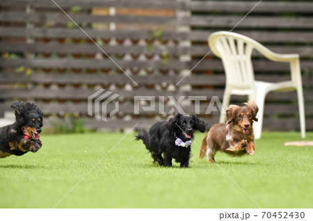 ドッグランで遊ぶミニチュアダックスフンド 70452430