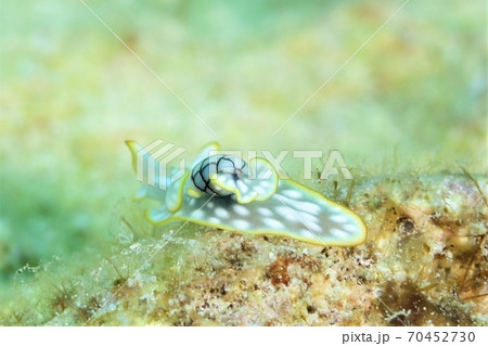 コンシボリガイのお尻 70452730