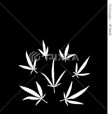 Pattern of different leaves of marijuana and hemp on a black isolated background. Cannabis plant background 70453221