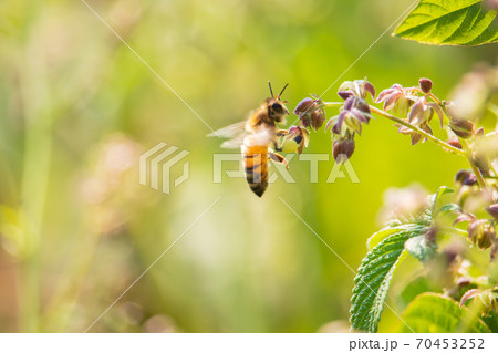 ミツバチ 昆虫 花 70453252